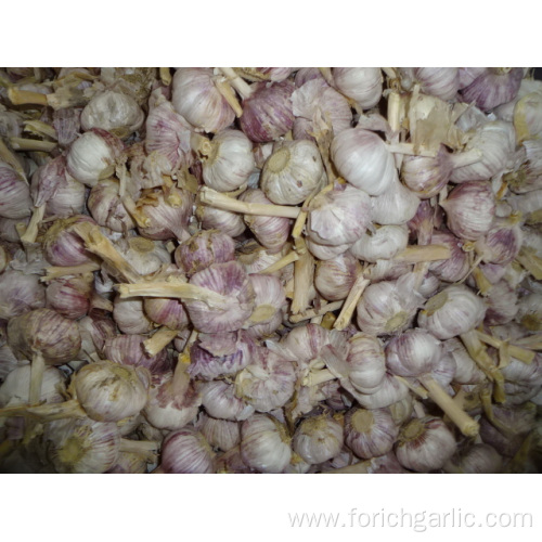 Fresh Normal White Garlic 2019
